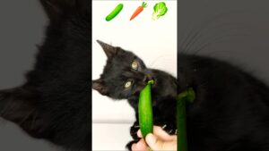 ASMR Mukbang Cat Eating 🥒🥕🥬