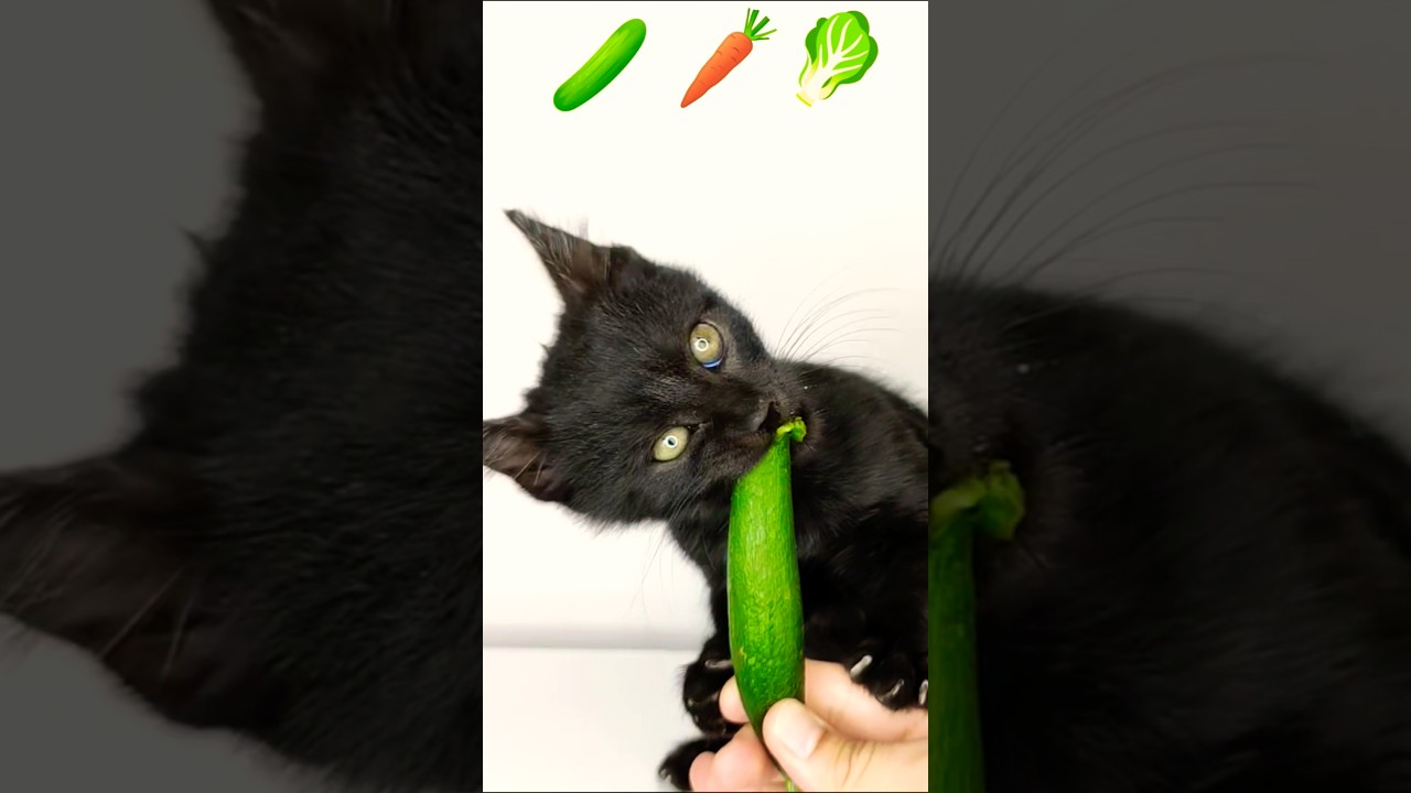 ASMR Mukbang Cat Eating 🥒🥕🥬