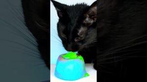 ASMR Mukbang Cat Eating Green & Cyan 💚💙