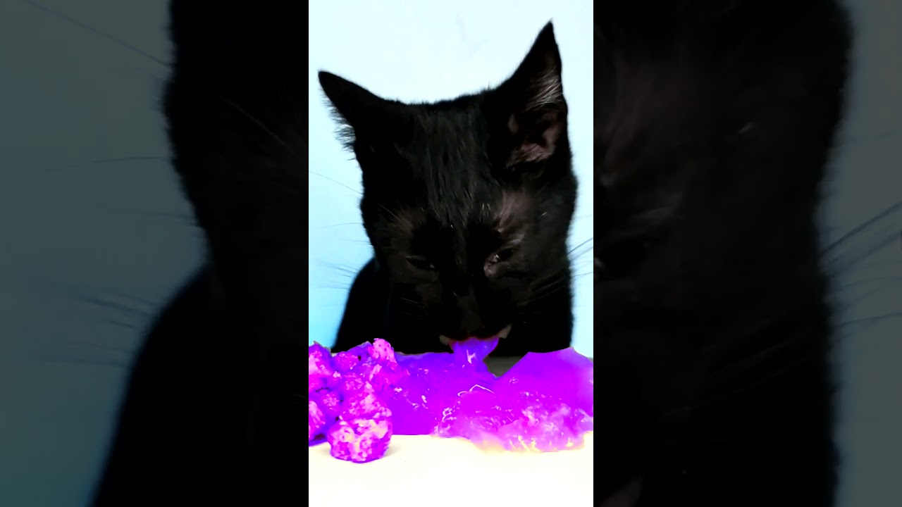 ASMR Mukbang Cat Eating Purple Food 💜