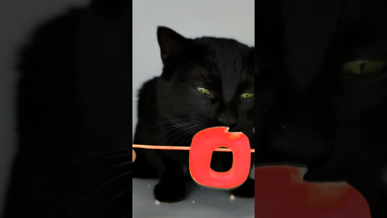ASMR Mukbang Cat Eating Red 20 ❤️🔴