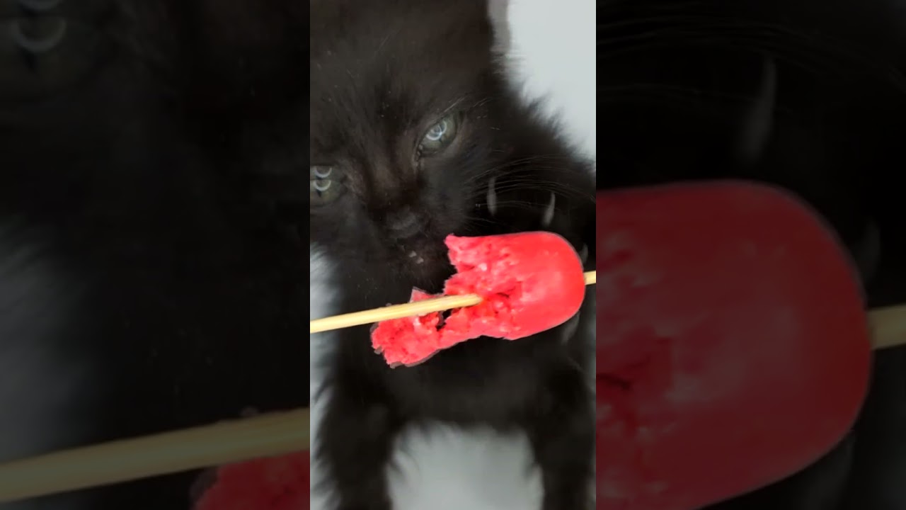 ASMR Mukbang Cat Eating Sausage 🌭