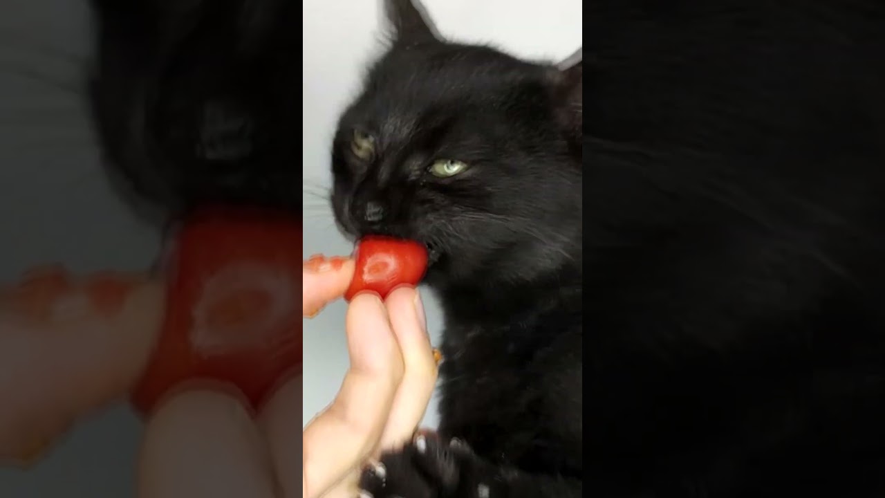 ASMR Mukbang Cat Eating Tomato🍅