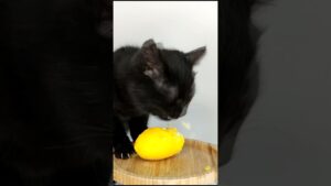 ASMR Mukbang Cat Eating Yellow 💛