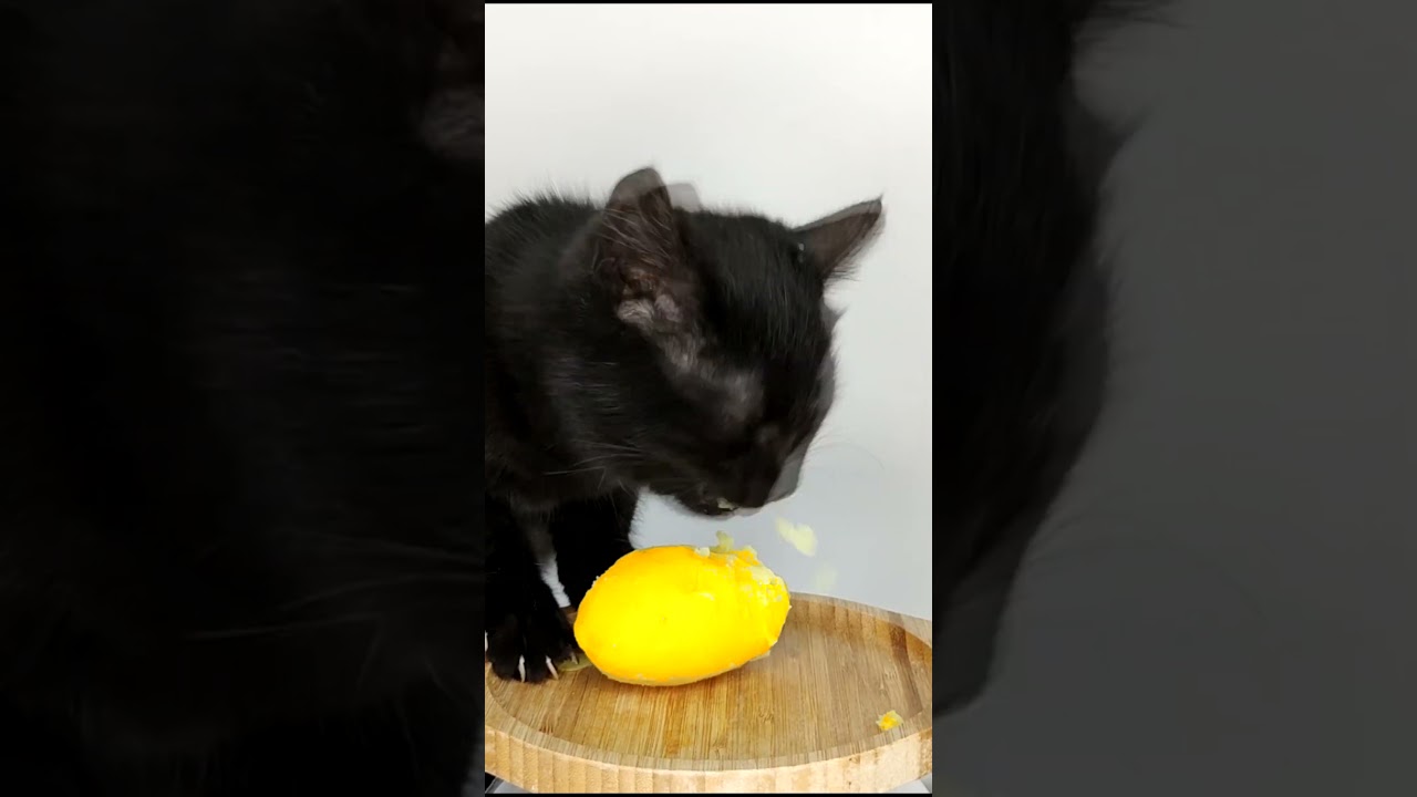 ASMR Mukbang Cat Eating Yellow 💛