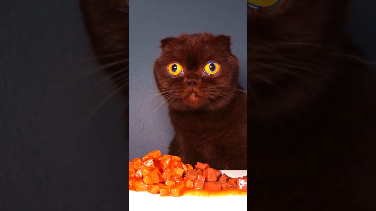 ASMR Mukbang Cat 💙