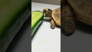 ASMR Mukbang Eating Cucumber 🥒 Turtle Tortoise