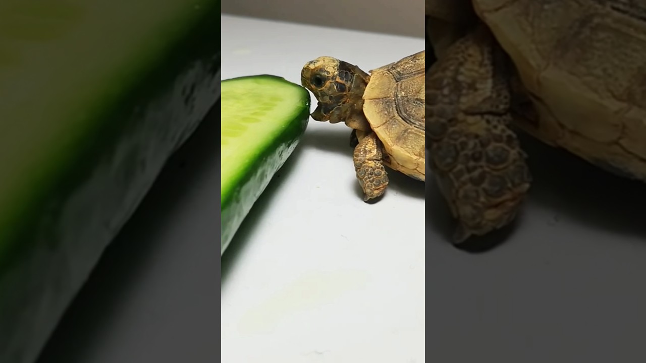 ASMR Mukbang Eating Cucumber 🥒 Turtle Tortoise
