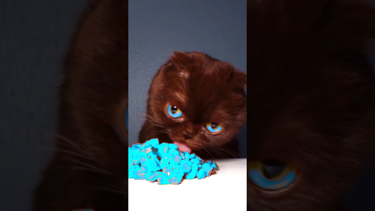 ASMR Mukbang Eating Cyan Food 💙 Cat