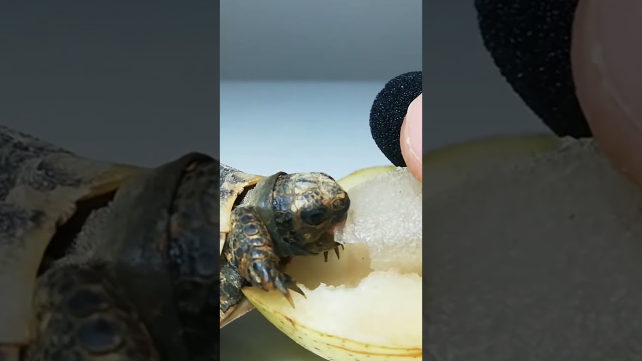 ASMR Mukbang Eating Pear🍐Turtle Tortoise