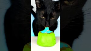 ASMR Mukbang 💙 Cat Eating Blue