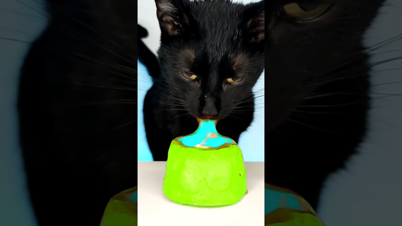 ASMR Mukbang 💙 Cat Eating Blue