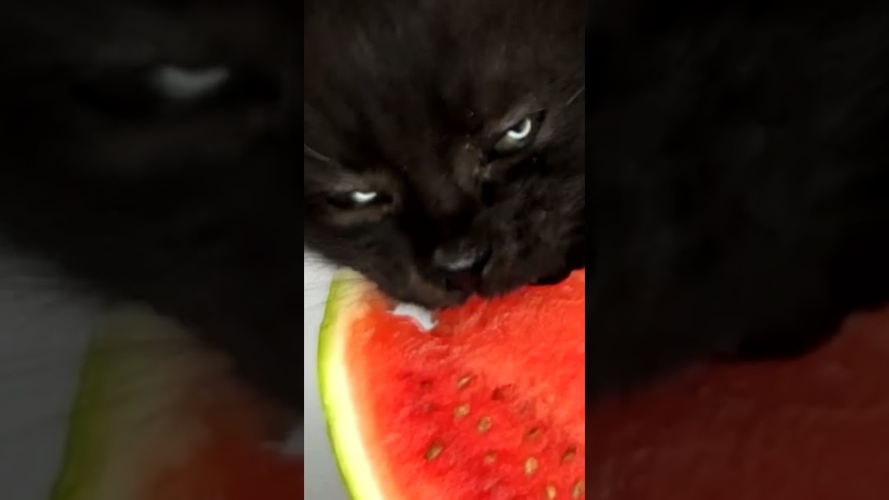 ASMR Mukbang Kitten Cat Eating Watermelon 🍉
