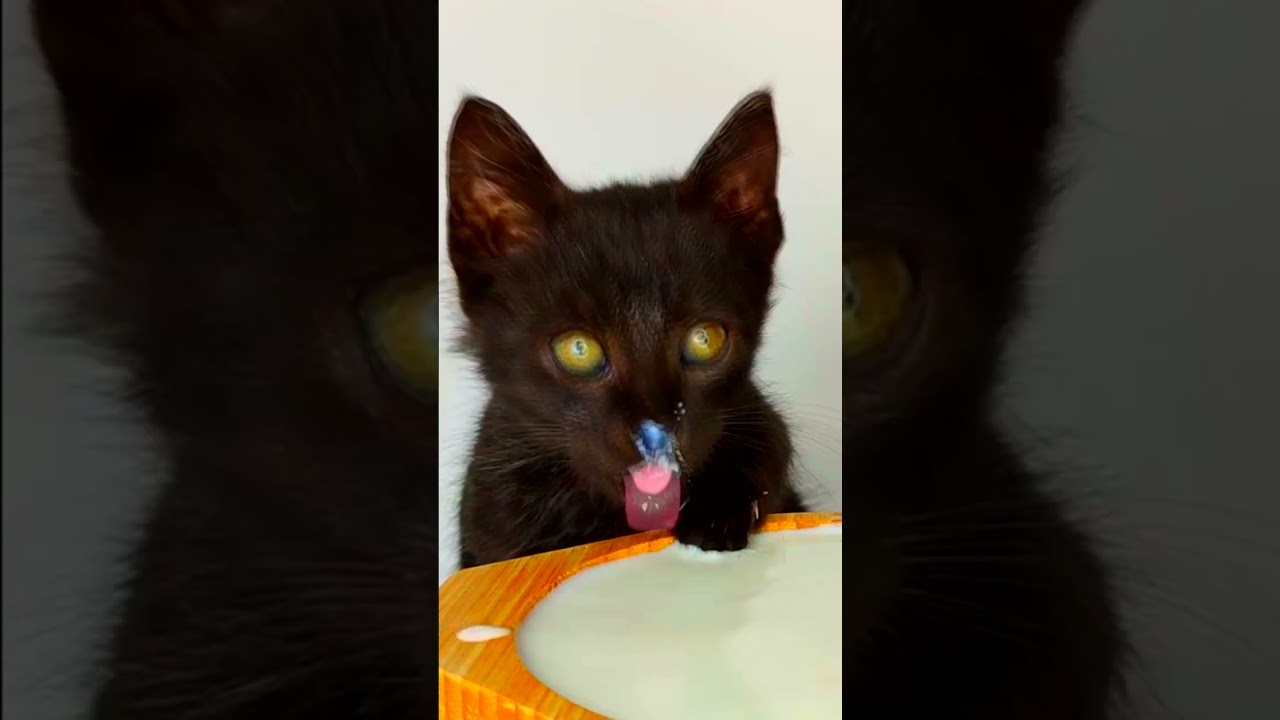 ASMR Mukbang Kitten Drinks Milk
