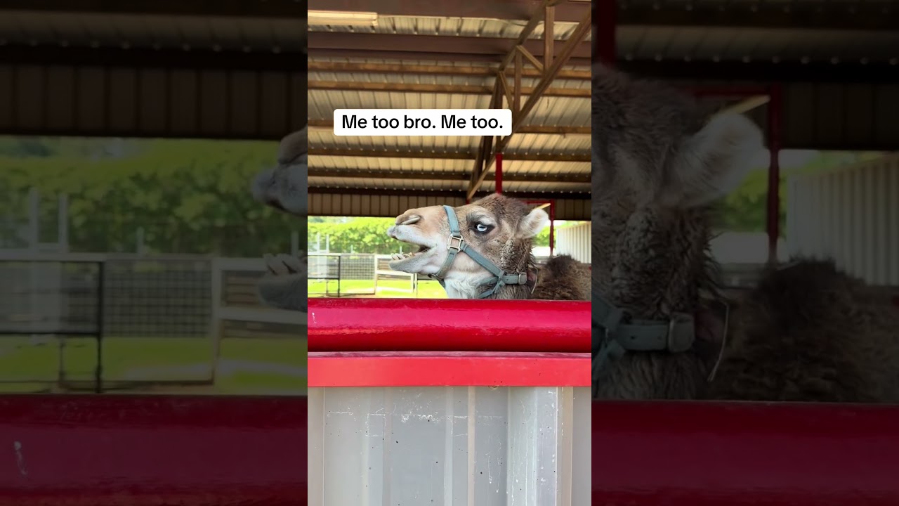 Baby Camel Makes Hilarious Noise