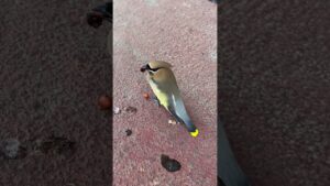 Bird Gets Drunk After Eating Too Many Berries