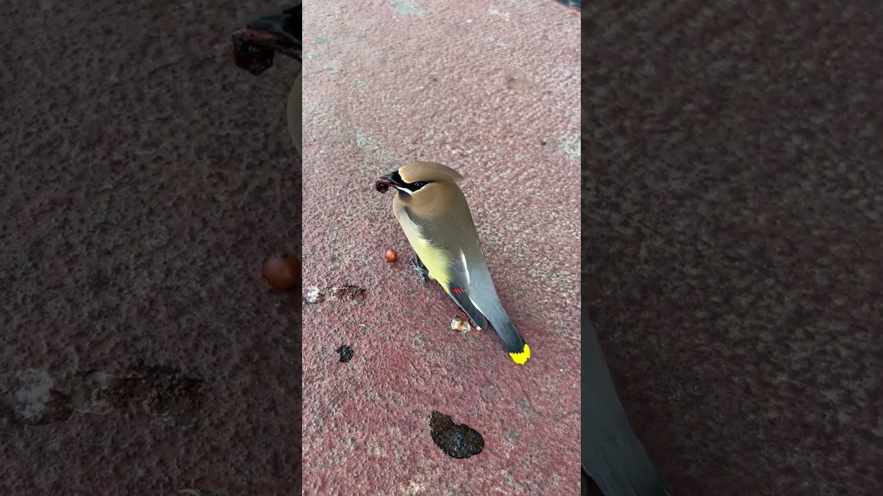 Bird Gets Drunk After Eating Too Many Berries