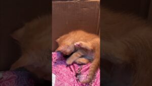 Bird Joins Kitten For Cuddles #Kitten #Bird #AdorableAnimals