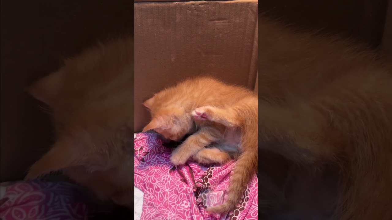Bird Joins Kitten For Cuddles #Kitten #Bird #AdorableAnimals