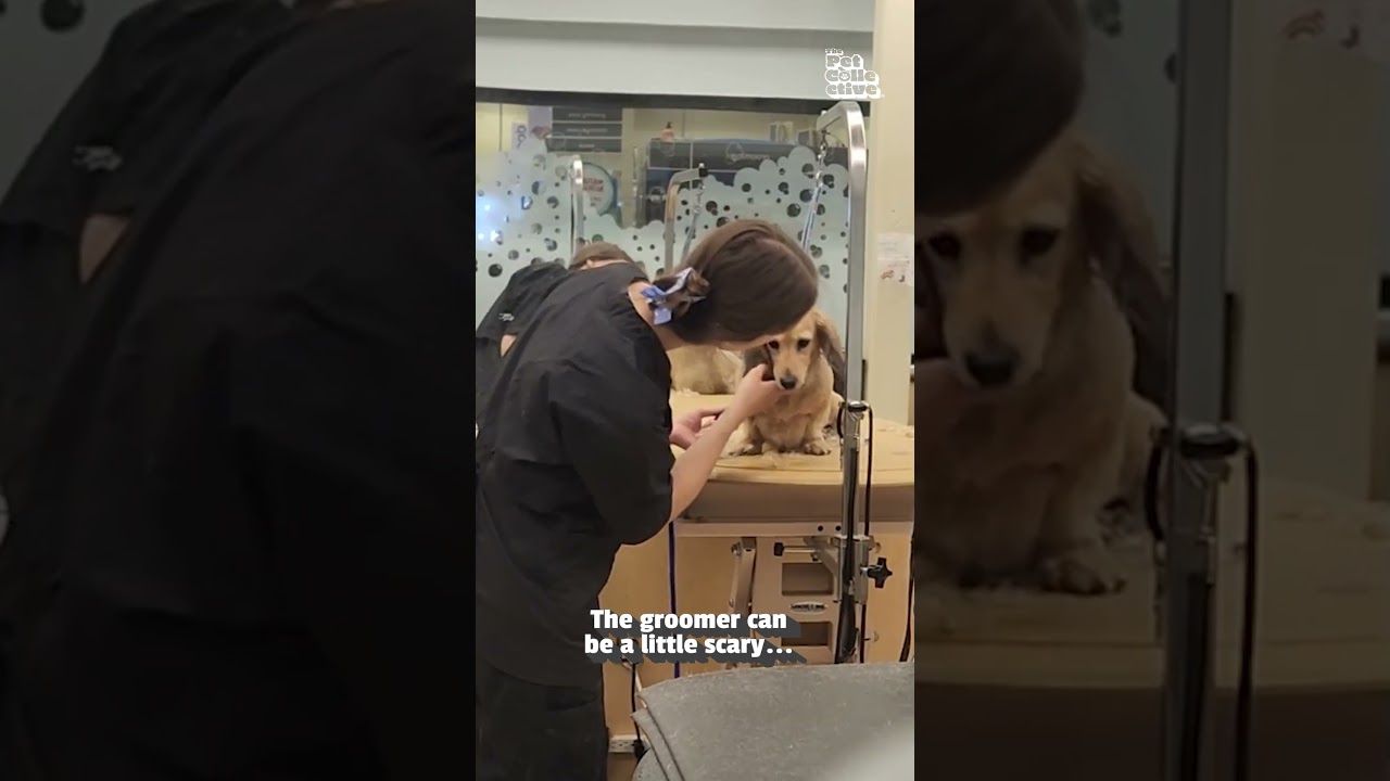 Brave Dachshund Needs Hugs From Groomer #dogs #cute #adorable