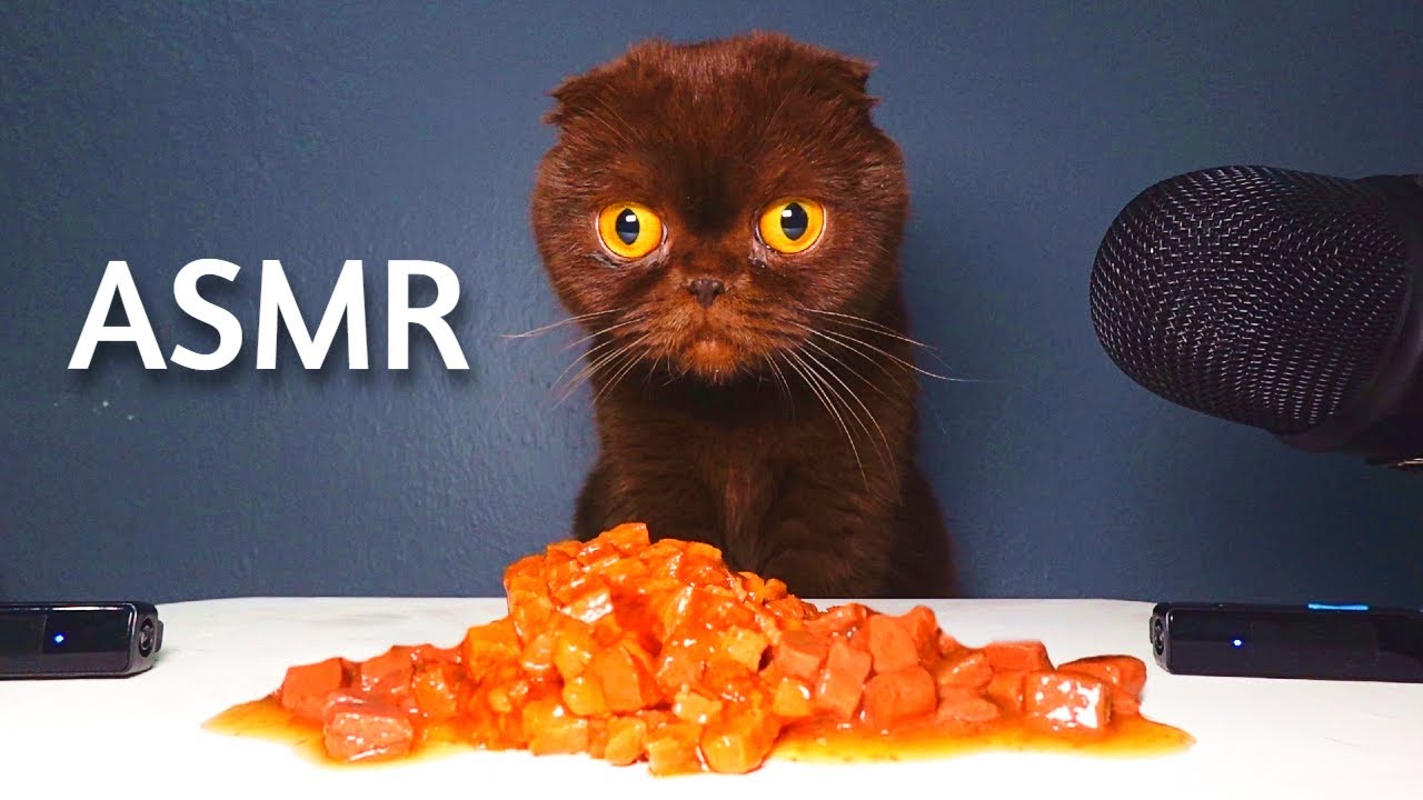 Brown Scottish Fold Cat Eating Wet Food ASMR