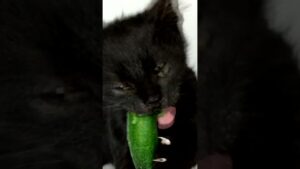 Cat ASMR Mukbang 🥒