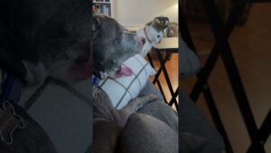 Cat Bullies Dog Sibling