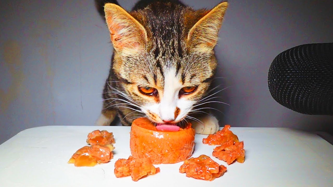 Cat Eating Wet Food | Relaxing ASMR MUKBANG