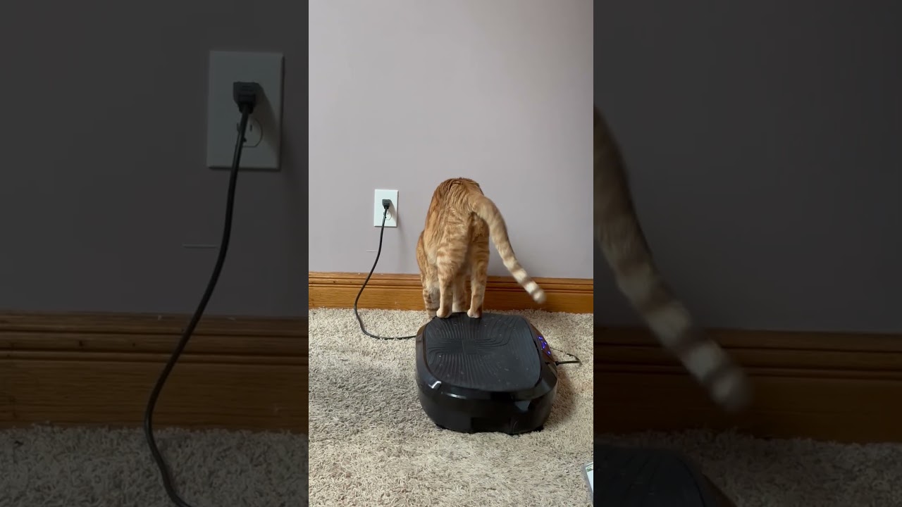 Cat Vibes On Vibrating Plate