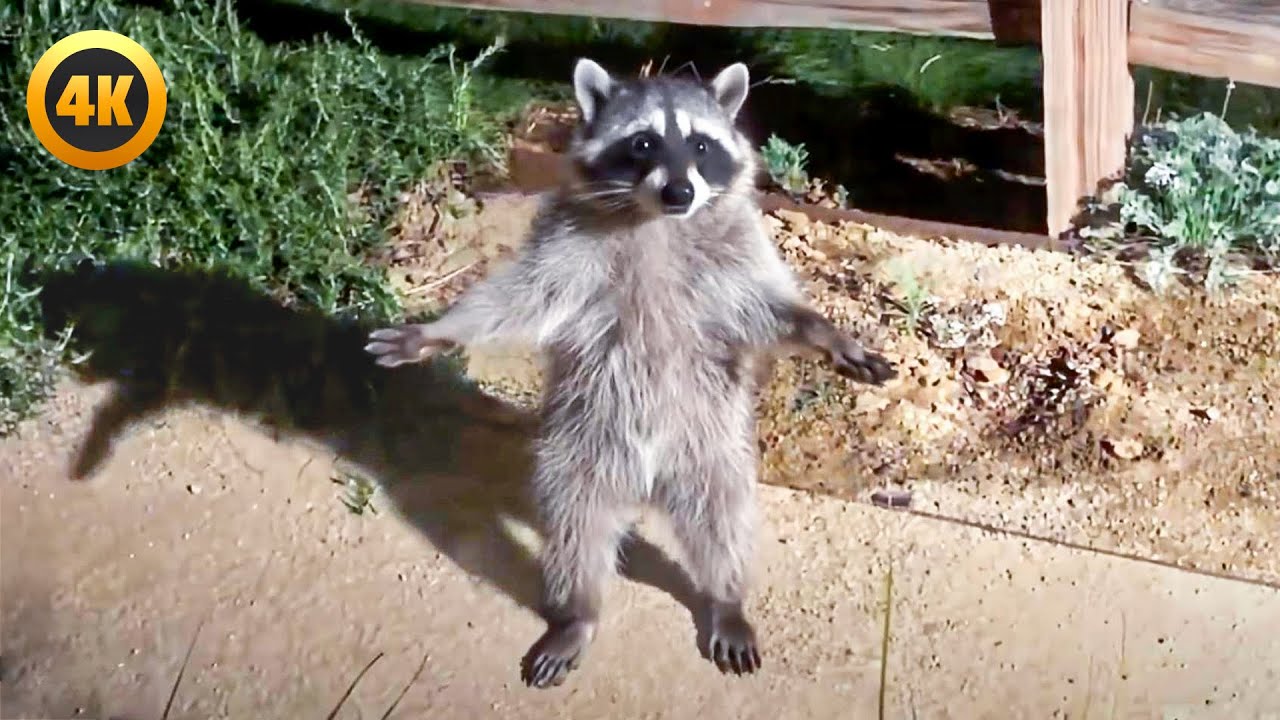 Crazy Raccoon Caught In The Act | Hilarious Animal Bloopers