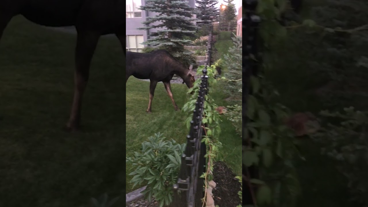 👀 When the indoor critters meet the WILD Critters! 😎 #WildAnimals #Baddies #Funny