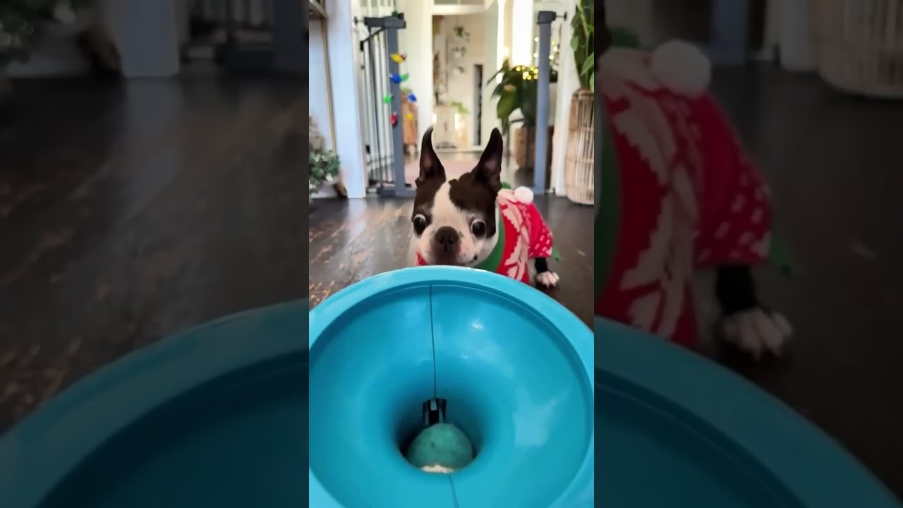 Cuddly Cats And Dogs 🥰 | Zen In 10