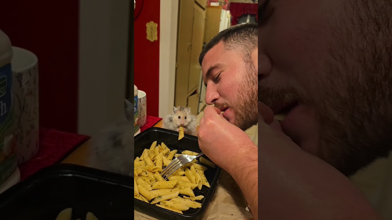 Cute Hamster Enjoys Dinner With His Human #Hamster #Funny #Cute