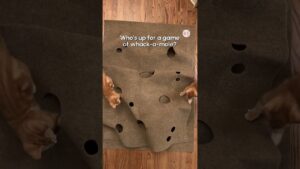 Cute Kittens Play Whack-A-Mole With Each Other #Kittens #Cat #Cute