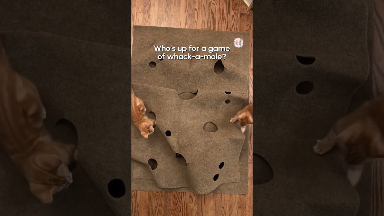 Cute Kittens Play Whack-A-Mole With Each Other #Kittens #Cat #Cute