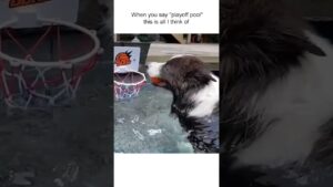 Cute Pup Plays Basketball In Pool