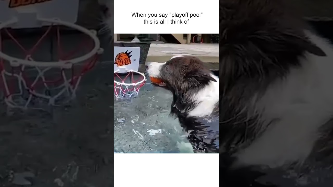 Cute Pup Plays Basketball In Pool