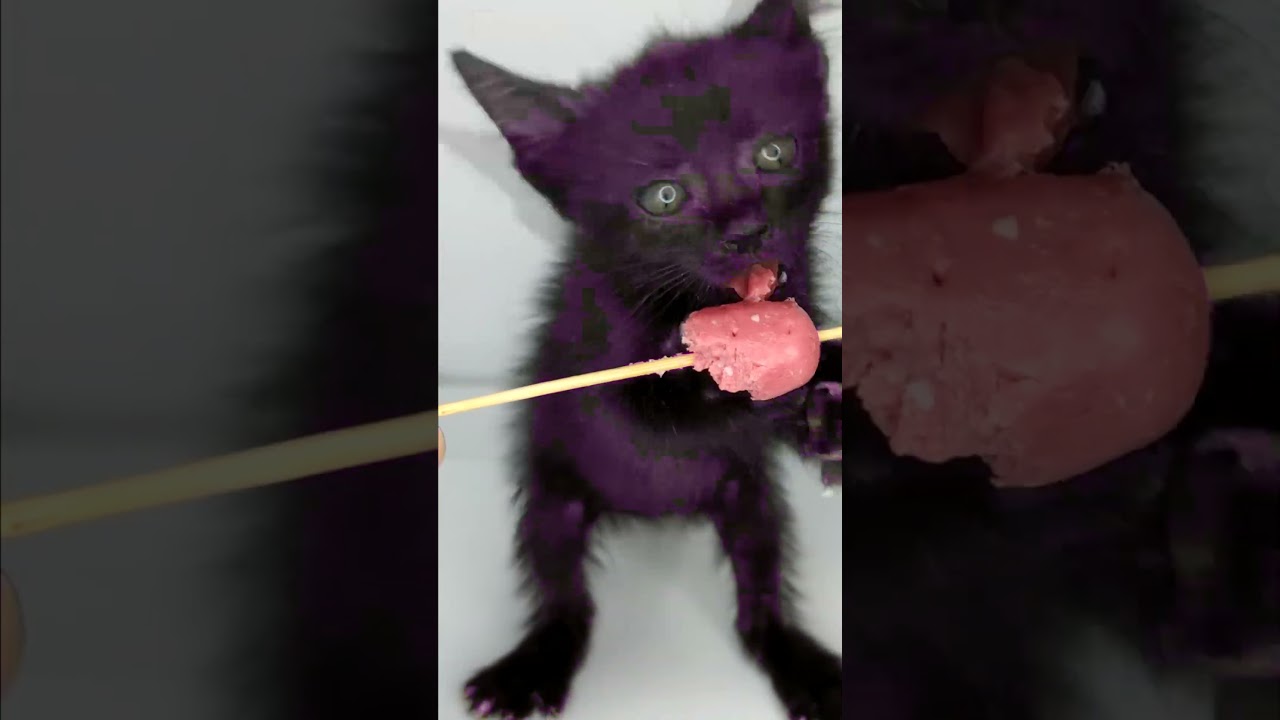 Cutest Kitten Sausage Attack!