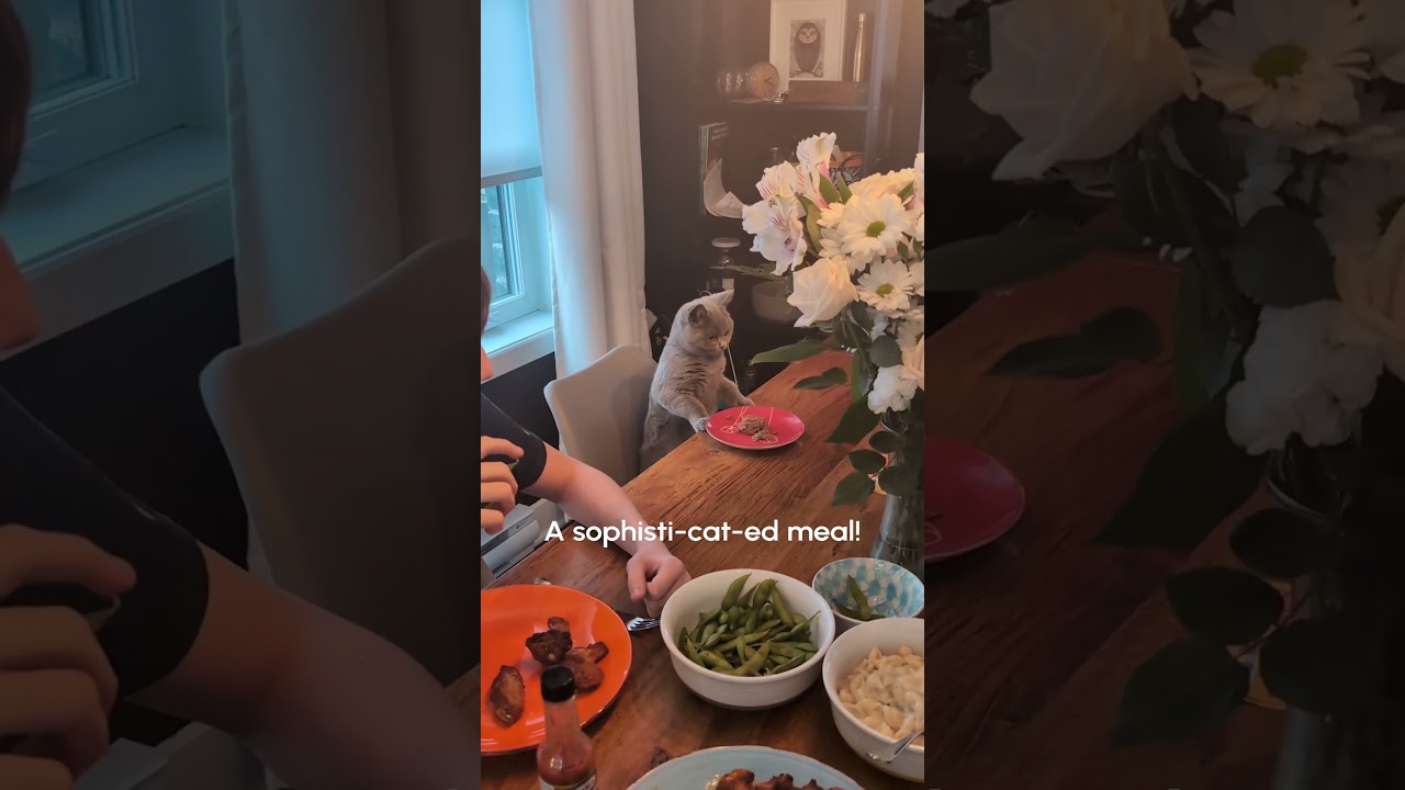 Dancing Cat | FUNNIEST Pets of the Week