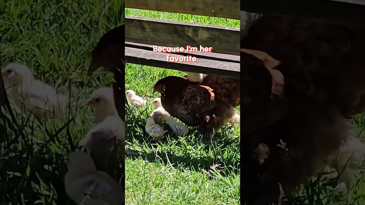 I just love rides from mom!! 😍🐥 #BabyAnimals #Chickens #FarmAnimals