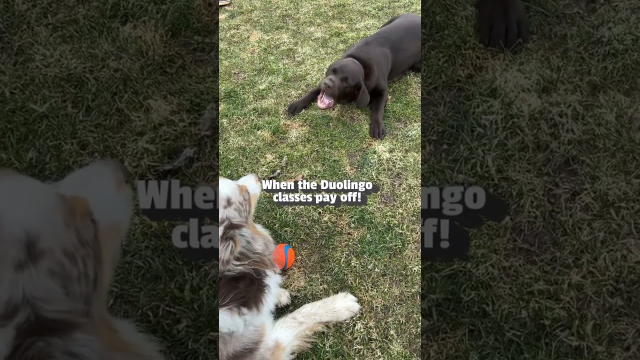 Dog Barks Like A Seal