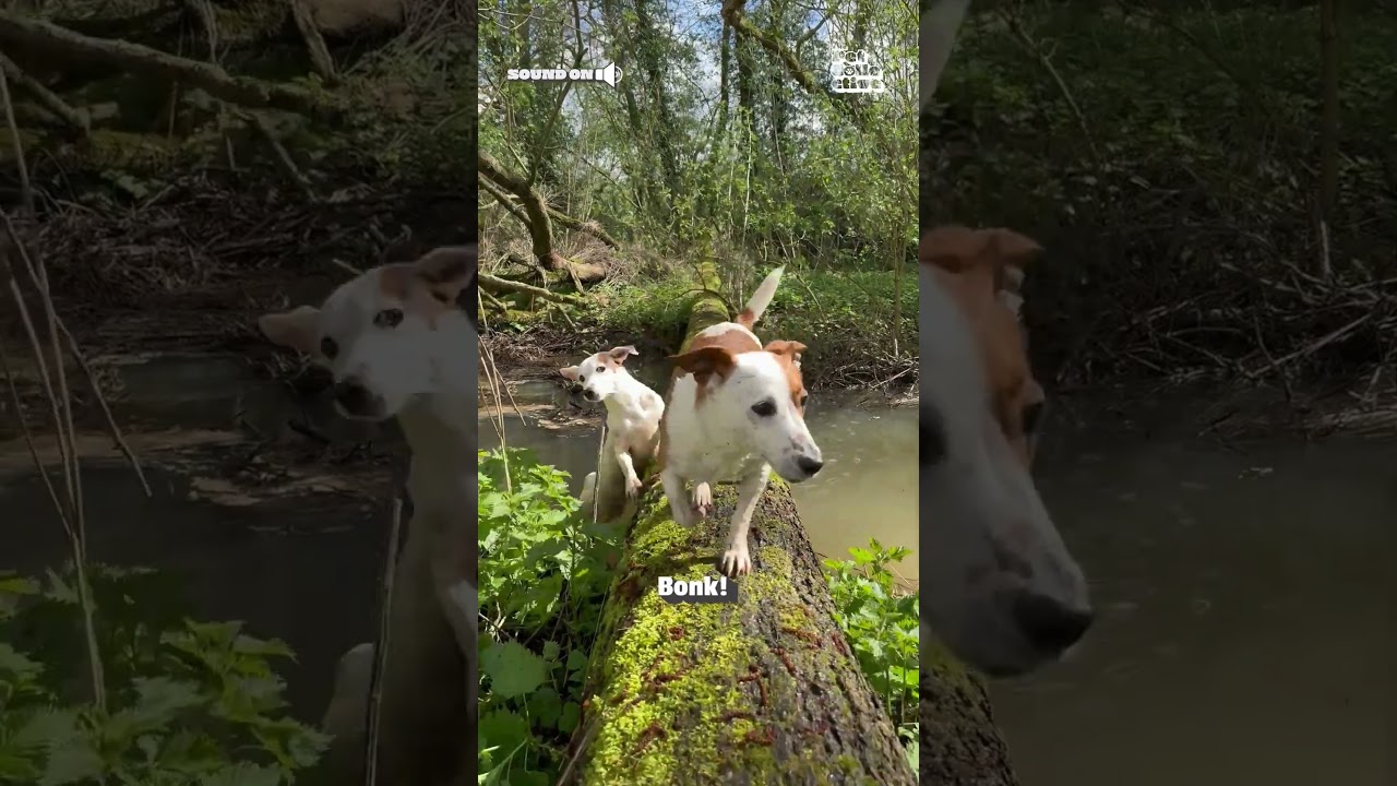 Dog Bumps His Brother Off Wooden Log During Hike