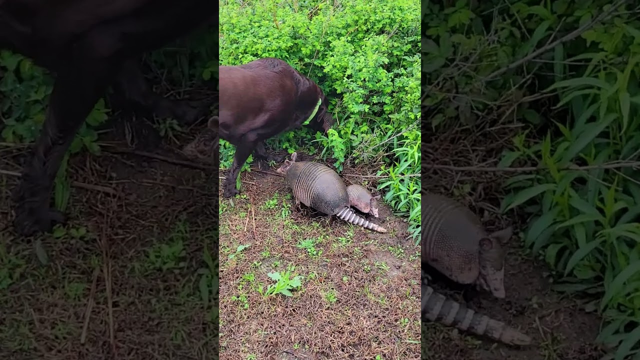 Dog Discovers Armadillos In Yard Dog #Armadillo #Cute
