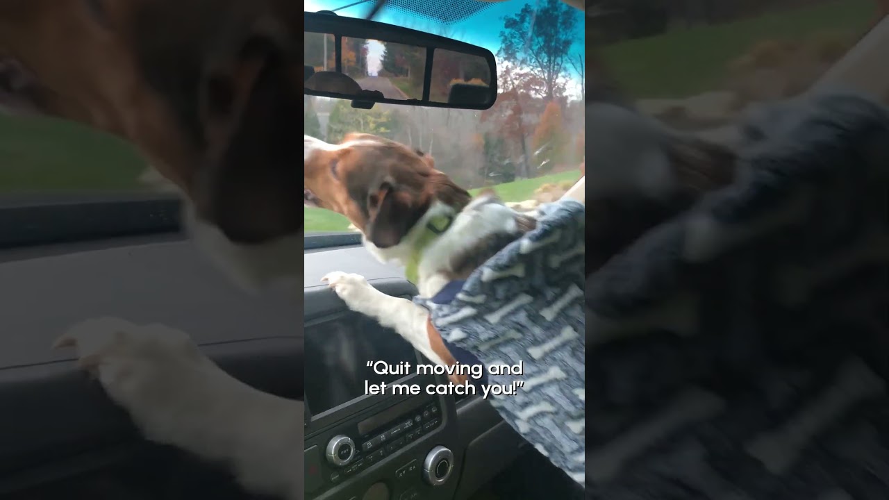 Dog Doesn't Like Windshield Wipers