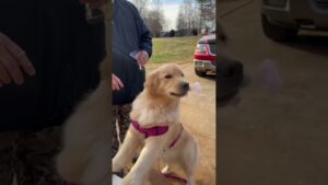 Dog Eats Cotton Candy Straight From Machine