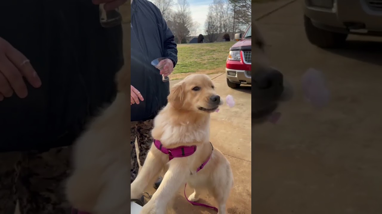Dog Eats Cotton Candy Straight From Machine