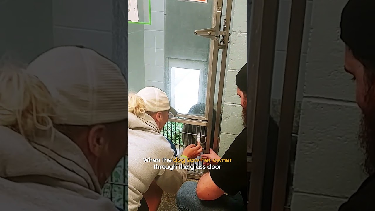 Dog Is Reunited With Human!