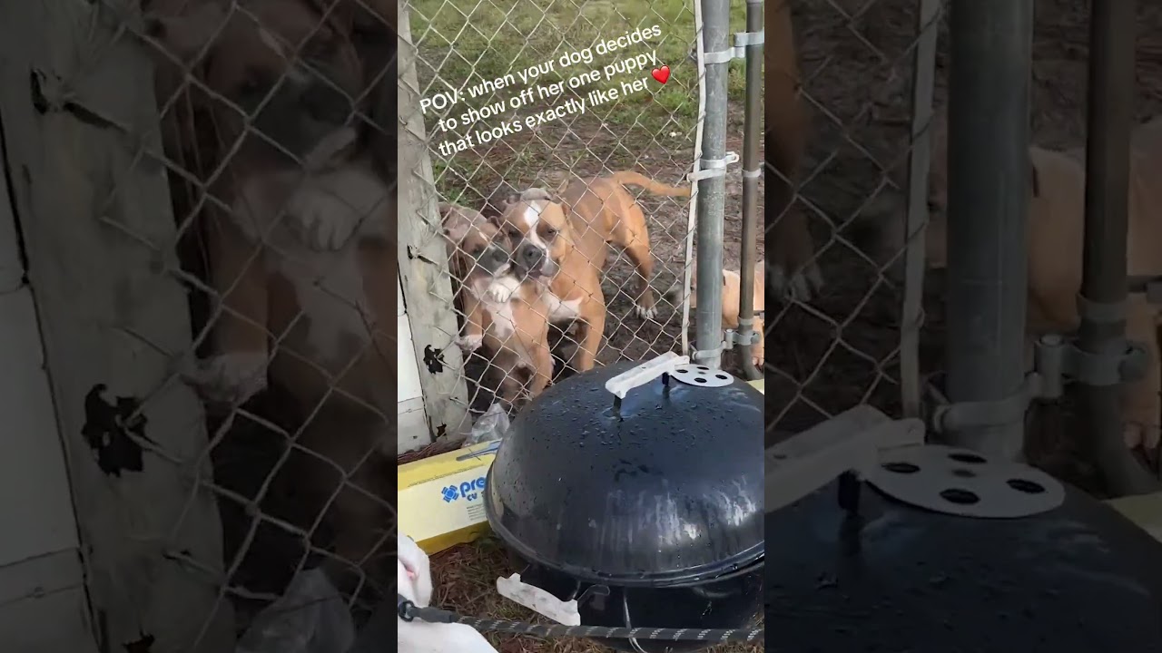 Dog Mom Shows Off Her Look-alike Baby!