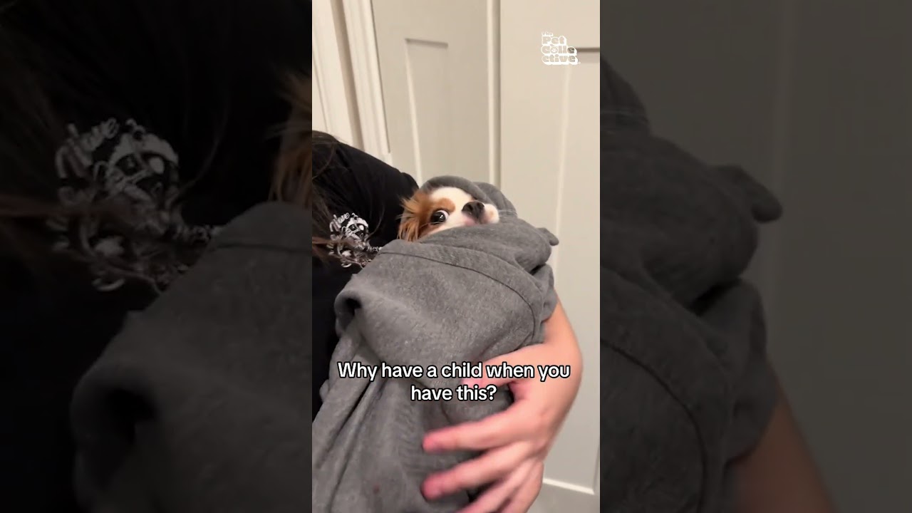 Dog Wrapped Up Like Baby Falls Asleep In Mother's Arms