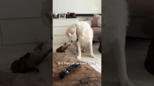 Dogs Meet And Become Instant BFFs